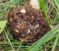 Image result for Boletus variipes