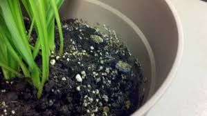 The dragon tree variety is just labeled dracaena, and there are many of those. My Indoor Plant Has An Orange Mold Like Substance Growing On It And Has Tiny White Bugs How Can I Remove It Gardening Landscaping Stack Exchange