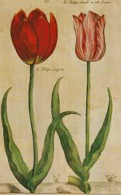 Vintage Tulips Size 1817x2910 Pixels To Download This Jpeg Click Twice On The Picture To Get It Full Tulips Art Botanical Drawings Botanical Illustration