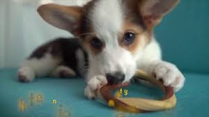 I try not to let her chew the teething rings on carpeted. Puppy Teething Ring Puppy Little Breeds Youtube