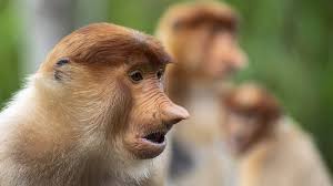 Chunky monkey strategy on the playground. Monkey Mania The Monkeys With The Biggest Nose In The World Cgtn