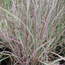 Image result for Stolzia compacta