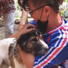Maybe you would like to learn more about one of these? Animal Friends Jogja Afj Yogyakarta Nonprofit Organization Facebook