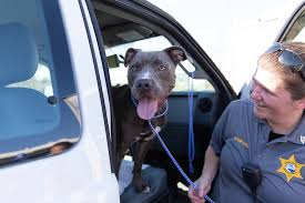 Save a pet dothan al. Post Hurricane Michael Hsus Animal Rescue Team Helping Move Hundreds Of Animals A Humane World
