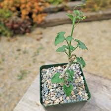 Image result for Corallocarpus bainesii