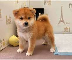 Rodel shibas) in a typical year, the couple breeds 2 litters per a year. Shiba Inu Puppies For Sale In Usa Page 1 10 Per Page Puppyfinder Com