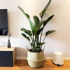 Bird Of Paradise In Pot Foldable Woven Bamboo Storage Basket In 2020 Bedroom Plants Plants Hanging Plants