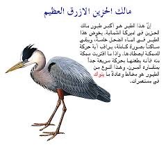 مالك الحزين الازرق العظيم عالم الحيوان Animalsmore