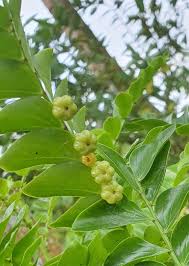 Image result for Phyllanthus beillei