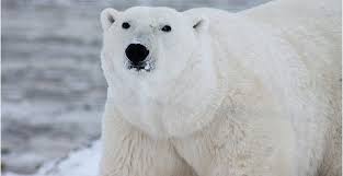 صور الدب أجمل صور دببه متنوعة خلفيات دب للفيس بوك موقع حصري Polar Bear Polar Animals Bear Species