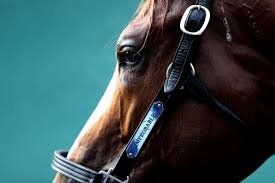 Check spelling or type a new query. Chevaux Tues Et Mutiles Ou En Est L Enquete