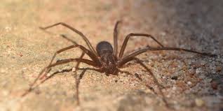 Image result for große winkelspinne biss haut reaktion