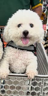 Diet for dog with calcium oxalate stones?