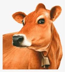 They may have some white markings on their hide mixed in with the fawn coloring. Transparent Jersey Cow Clipart Cow And Calf Png Png Download Kindpng