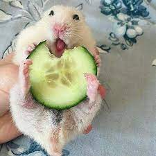 Pin On Cuteness 3