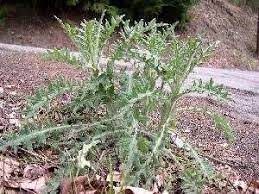 I've just learned how invasive this plant can be. Bull Thistle Weed Management Farms Com
