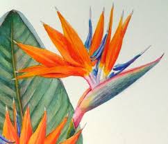 Bird Of Paradise Flower Meaning In Hindi Bird Of Paradise Botanical Painting Strelitzia Reginae Paradise Painting Botanical Painting Flower Painting