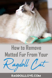 When mats develop, they reduce airflow to the cat's skin which can lead to irritation and if you're thinking about investing in a pair of cat hair clippers, you've come to the right place! Tips And Hacks For Dealing With Matted Cat Fur On Your Ragdoll
