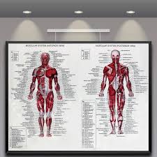 The human muscular system is complex and has many functions in the body. 60cm 80cm Muscle System Posters Silk Cloth Anatomy Chart Human Body School Medical Science Educational Supplies Home Decoration Medical Science Aliexpress