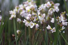 Image result for Cardamine pratensis