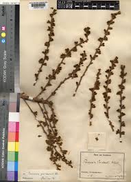 Image result for Paropsia