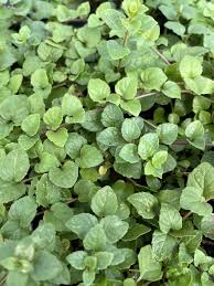 Image result for Clinopodium