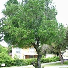 Image result for Diospyros dichrophylla