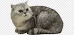 British Shorthair Kittens for Sale - Adoptapet