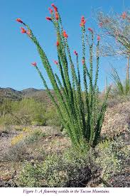 Cacti, just like succulents, are among the some of the easiest plants to root and propagate even for beginners, which adds to their appeal. The Tucson Cactus And Succulent Society