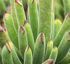 Image result for Cotyledon barbeyi
