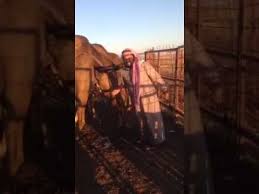 After that he did not extract eyes of anyone. Drinking Camel Urine Youtube