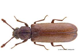 Plantopedia erklärt um welche käfer es sich handelt, was sie tun können um diese loszuwerden und wie sie käfern zukünftig vorbeugen. Kleine Braune Kafer Im Zimmer Haus Was Tun