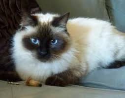 Birman Ragdoll Mix Kittens For Sale Zsa Zsa Is An Adoptable Siamese Ragdoll Mix Cat In League City Tx Gorgeous 6 Month Old Female Siamese Rag Doll Mix Kit Ragdoll Cat Cute Cats Cats And Kittens