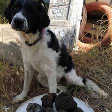 Sono laureato in psicologia clinica, specializzato in psicologia cognitiva e comportamentale, ed esperto di psicologia canina, da oltre 15 anni sono anche. Cane Tartufi Usato In Italia Vedi Tutte I 40 Prezzi