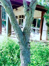 The chinese pistache is a large shade. Texas Tree Tips Chinese Pistachio Neil Sperry S Gardens