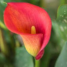 Pin On Zantedeschia Especes Et Varietes