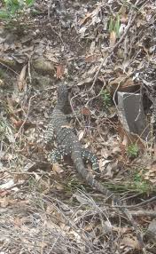 Goanna Lizard Approx 1m Tomaree Head Port Stephens Newcastle Nsw Australia Lizard Newcastle Australia