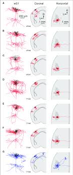 How to draw a neuron diagram to learn about the structure of the neurons, the students can use a neuron labeled diagram. Axonal And Dendritic Structure Of Neurons Retrogradely Labeled From Download Scientific Diagram
