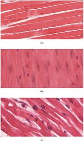 Muscle Tissue Wikipedia