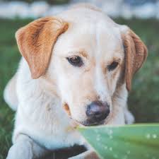 Reviews — Heart & Soul Dog Training