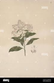 Image result for Otiophora pauciflora