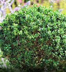 Similarly, you may ask, how do i get rid of boxwoods? Buy Affordable Common Boxwood Evergreens Arbor Day Foundation Buy Trees Rain Forest Friendly Coffee Greeting Cards That Plant Trees Memorials And Celebrations With Trees And More