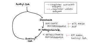 Regulation Of Cellular Respiration Article Khan Academy