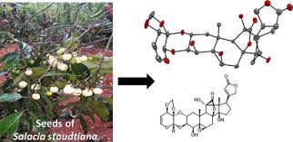 Image result for Salacia madagascariensis