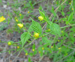 Image result for Kerria japonica