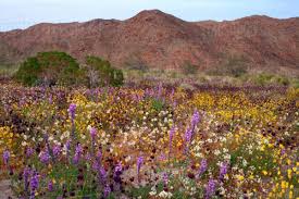 April 14 2021 sabrina reports: Usa California Joshua Tree National Park Desert Wildflowers Stock Photo Dissolve