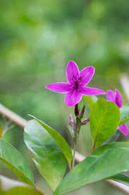 Image result for Eranthemum laxiflorum