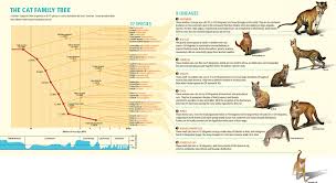 The Evolution Of Cats Killarney Cat Hospital This subspecies is the ancestor of all modern domestic cats, felis silvestris catus. the evolution of cats killarney cat