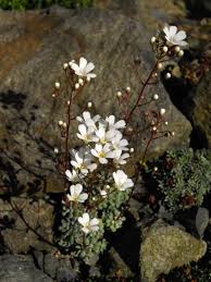 Image result for Galiniera saxifraga