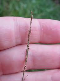 Image result for Digitaria appropinquata